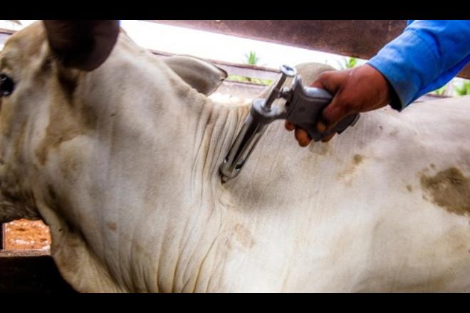 Campanha de vacinação contra a febre aftosa começa no domingo em Mato Grosso do Sul