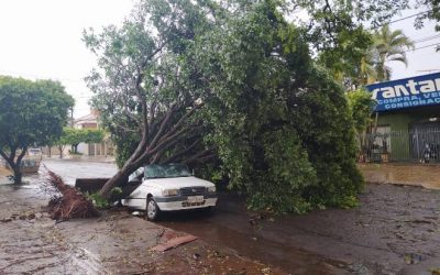 Tempestade provoca queda de árvores e destelha comércios em Dourados