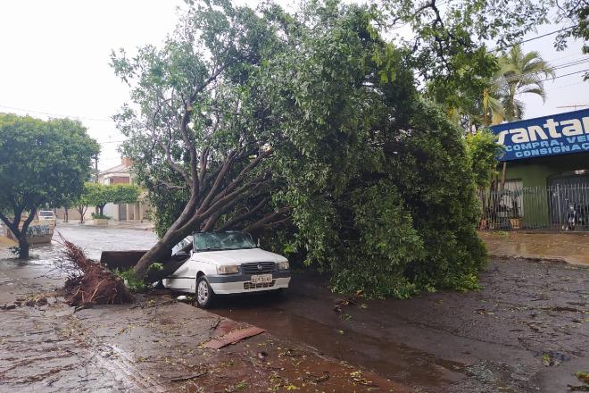 Tempestade provoca queda de árvores e destelha comércios em Dourados