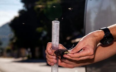 Governo Estadual lança campanha contra Dengue, Zika e Chikungunya com agenda de programação até dezembro