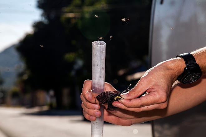 Governo Estadual lança campanha contra Dengue, Zika e Chikungunya com agenda de programação até dezembro