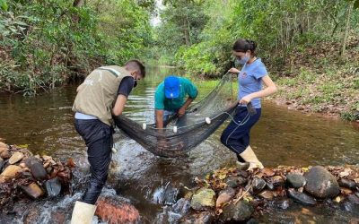 Imasul identifica 104 novas espécies de peixes no Pantanal e amplia inventário em 40%