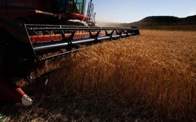 MS teve diversificação de culturas, mas o milho ainda é o protagonista