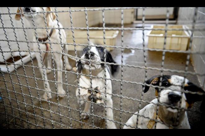 Projeto de Lei quer punir no “bolso” quem for flagrado maltratando animais