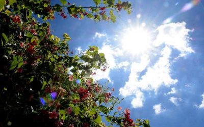 Após período chuvoso, Mato Grosso do Sul tem alerta de perigo por baixa umidade