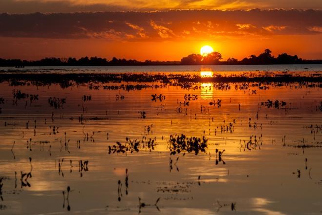 Pantanal é o bioma brasileiro com maior proporção de mata nativa preservada
