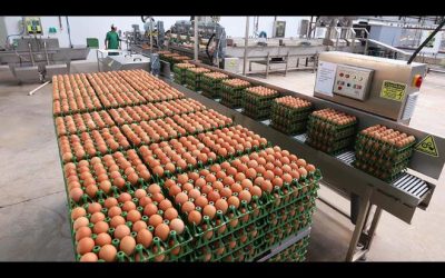 Com alta no preço das carnes, produção de ovos bate recorde em MS