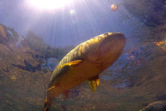 Retomada de voos para destinos internacionais aquece procura por viagens em MS