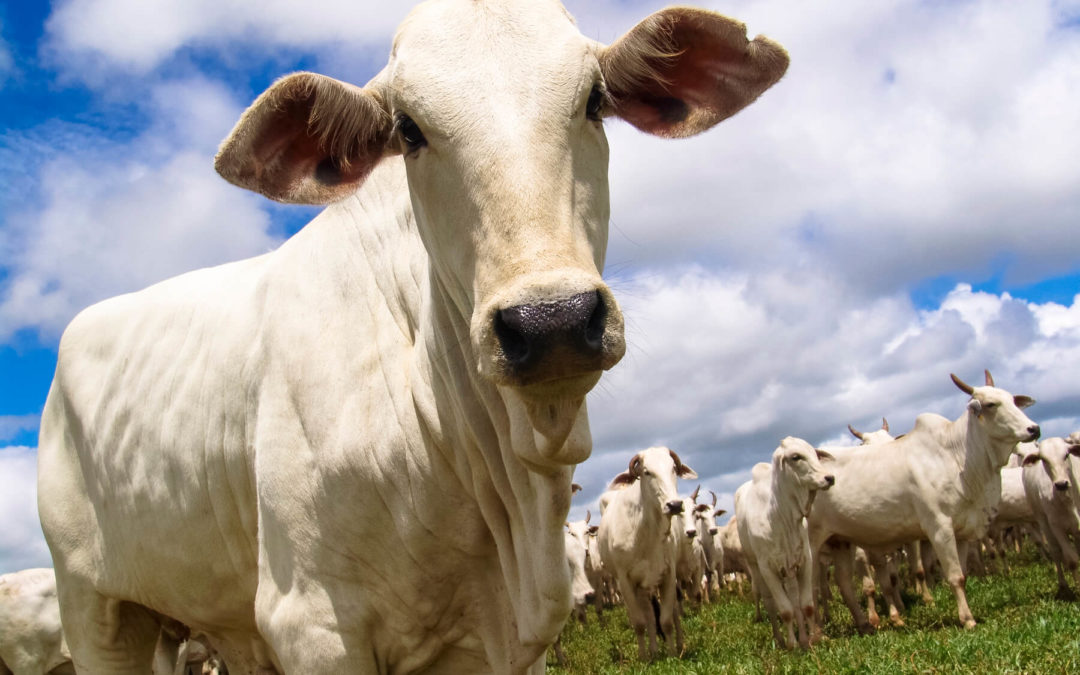 Com alta do dólar e pandemia, custos da produção aumentaram mais de 60%