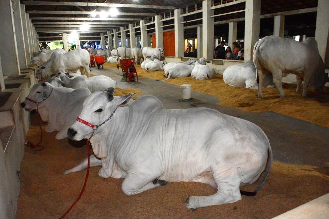 Sem shows, Expogrande começa nesta quinta-feira no Parque de Exposições