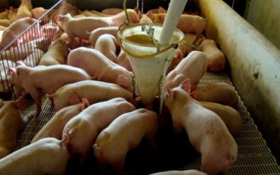 Abate de suínos bate recorde histórico no segundo trimestre em MS