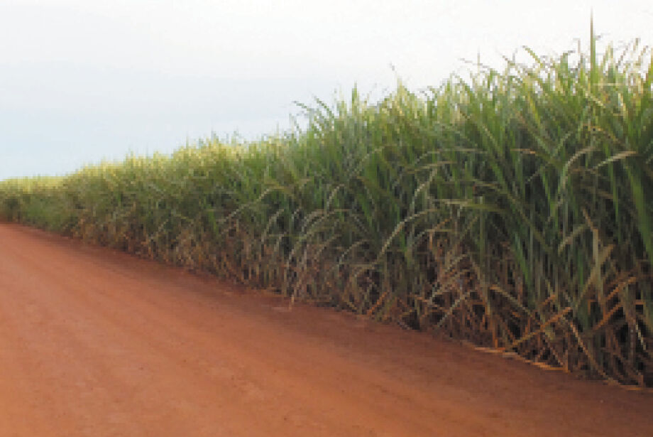 Safra de cana resiste às chuvas e produção já supera a do ano passado