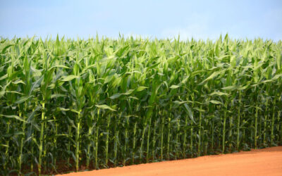 Plantio do milho safrinha avança 77% em Mato Grosso do Sul