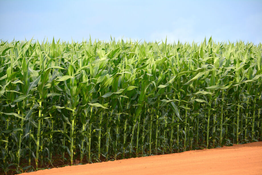 Plantio do milho safrinha avança 77% em Mato Grosso do Sul