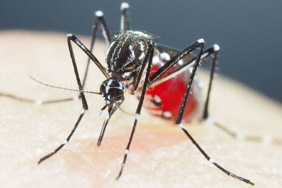 Cientistas desenvolvem armadilha para combater o mosquito da dengue