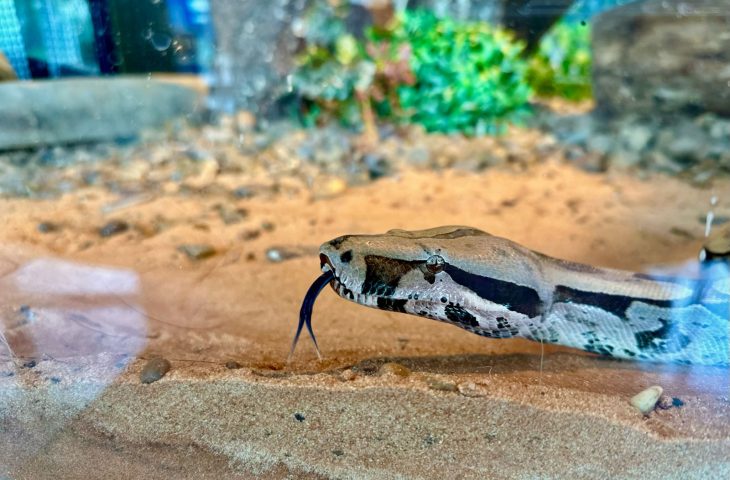 Embaixadora da conscientização ambiental no Bioparque, jiboia é apresentada ao público