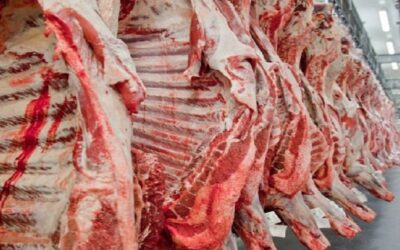 China vai comprar carne de mais cinco frigoríficos de MS; medida permite melhoria de preço interno