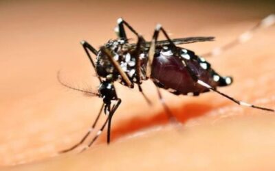 Cinco estados que fazem divisa com MS decretam emergência por dengue