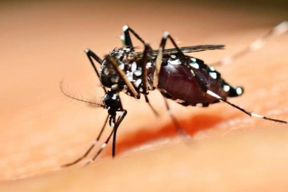 Cinco estados que fazem divisa com MS decretam emergência por dengue