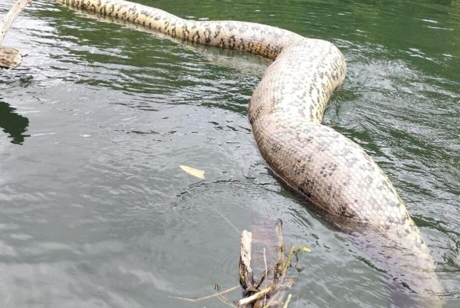 Prefeitura de Bonito aciona polícia para investigar morte de sucuri famosa