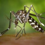 Brasil registra quase 3 mil mortes por dengue e quase 5 mil de casos prováveis da doença