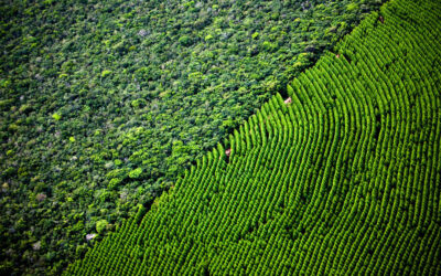 Mato Grosso do Sul pode ganhar sua quinta planta de celulose