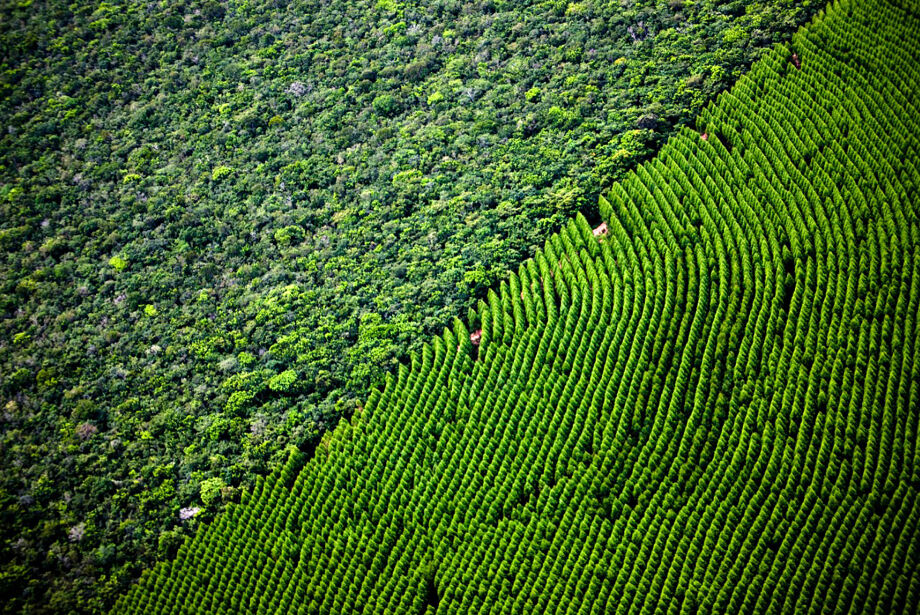 Mato Grosso do Sul pode ganhar sua quinta planta de celulose